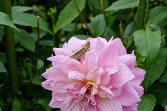 Close-up of a grasshopper resting on blooming pink dahlia petals in lush garden in autumn