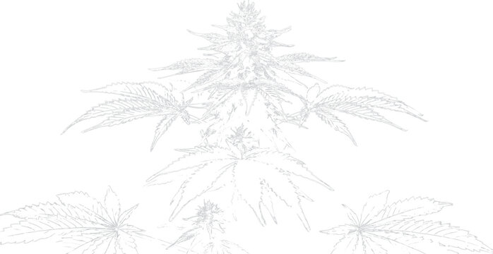 Detailed line drawing cannabis plant with multiple buds isolated transparent background