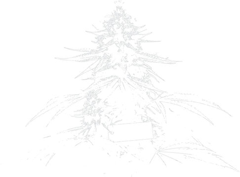 Detailed sketch illustration of cannabis plant with transparent background