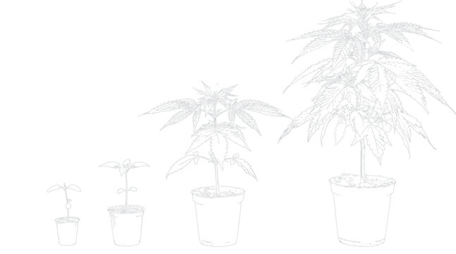 Cannabis plant growth stages illustrated in potted drawings from seedling to mature