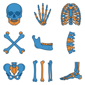 Human Skeleton Anatomy Educational Illustrations Collection