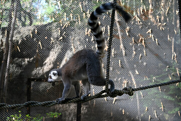 Naklejka premium A captivating ring-tailed lemur carefully balances on intertwined ropes within its habitat at Guadalajara Zoo, showcasing its agility and distinctive striped tail.