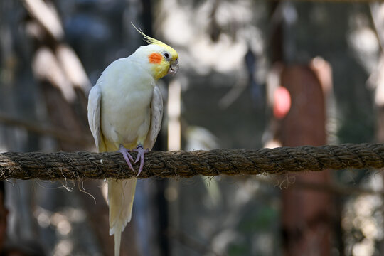 Close up portrait of an adorable white cockatiel parrot perched on a thick rope, displaying its distinctive yellow crest and vibrant orange cheek patch, captured in natural light.