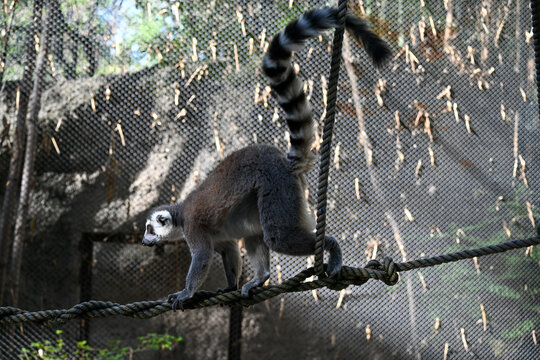 A captivating ring-tailed lemur carefully balances on intertwined ropes within its habitat at Guadalajara Zoo, showcasing its agility and distinctive striped tail.