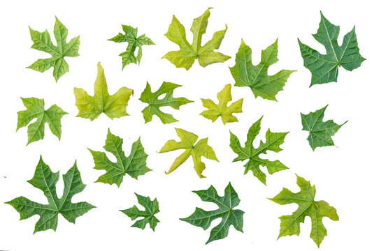 Chaya tree spinach leaves collection with realistic texture isolated on transparent background png
