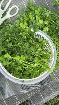 Vibrant fresh green herbs displayed in a rustic wooden crate on a metal surface, perfect for cooking or herbal remedies, a bounty of nature&rsquo;s freshness