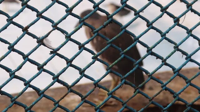 Zoo enclosure showing an animal resting behind a chain link fence in an outdoor habitat setting clip
