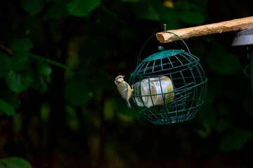 Blue Tit on a feeder © Nathan