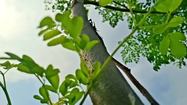 Low Angle View of Moringa Trunk And Foliage Crown