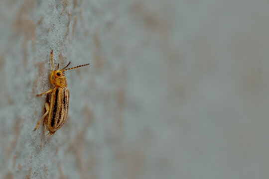 Close-up of a lone insect climbing on a wall.