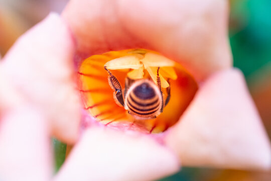 A bee pollinating a flower in summer. Macro photography. Bee in close-up. Bee alone.