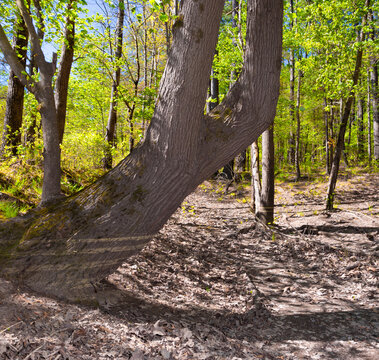 Large leaning tree with water rings in a North Carolina forest