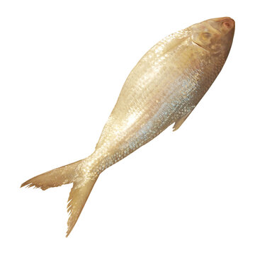 Tenualosa ilisha Fish Stock Photo