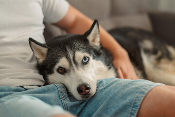 Husky with different coloured eyes resting on a knee © iwavephoto