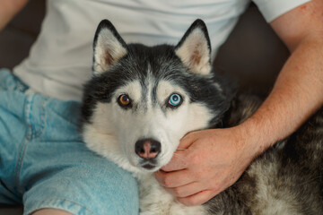 Husky held gently by the hands of its owner © iwavephoto