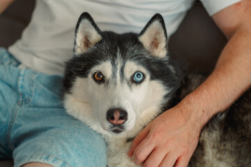 Close portrait of an odd eyed husky looking at the camera © iwavephoto