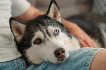 Close up of the muzzle of a husky lying on a knee © iwavephoto