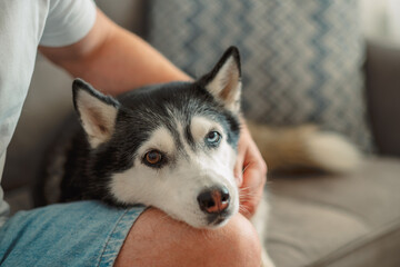 Husky lying on a knee against a patterned pillow © iwavephoto