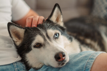 Hand of an owner resting on the head of a husky © iwavephoto