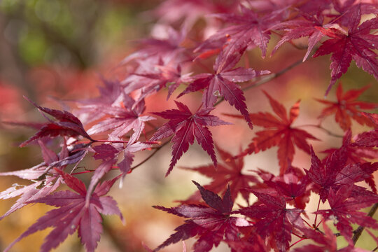 Close-up of vibrant red maple leaves with soft natural bokeh background in autumn