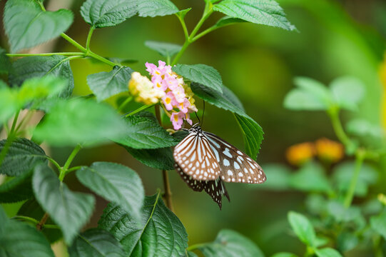 Close-up of Ideopsis similis butterfly sipping nectar from pink lantana flower in lush green summer garden