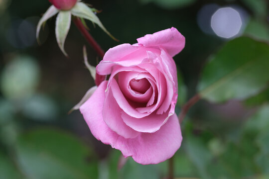 Close up of beautiful blooming pink rose flower with delicate petals and soft bokeh background in garden