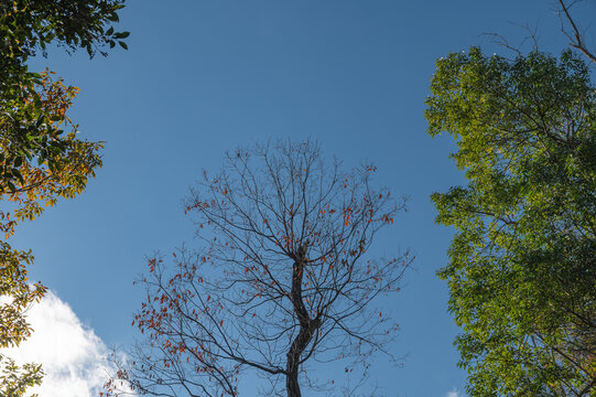 Low angle view of tall trees with autumn leaves against clear blue sky in peaceful forest