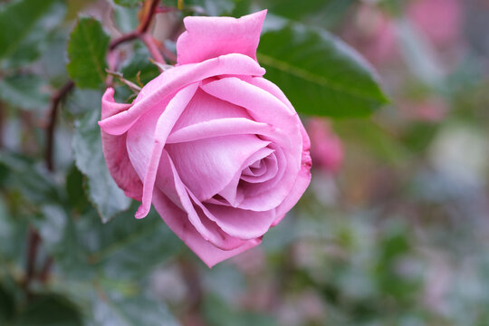 Close up of blooming pink rose flower with delicate petals and soft bokeh background in garden