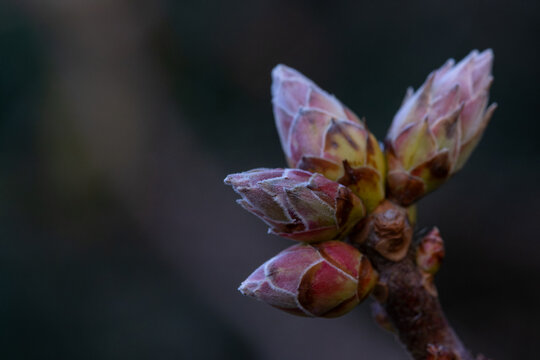 Close up of blooming pink flower buds on branch with soft dark bokeh background in early spring