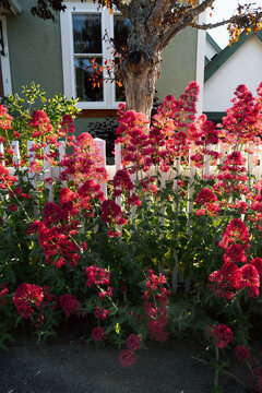 Sunlit red flowers by a white picket fence in front of house