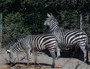 Naklejka premium Grant zebras near the fence. Latin name - Equus quagga boehmi 