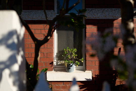 Plant in a Pot on a Window Sill of a Brick House