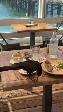 A City bird, a Large black crow eating leftover food on the table