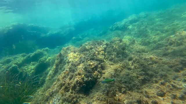 Camera diving down from water surface to the colorful sea bottom