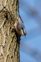 Naklejka premium Small nuthatch bird perches on rough tree bark. Blue headed songbird climbs trunk in wild nature. Wildlife animal looks down foraging for food on forest wood. Natural background with blue sky during