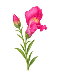 Fototapeta premium Pink snapdragon flower stem with vibrant petals and green leaves isolated on white background digital painting for botanical design projects