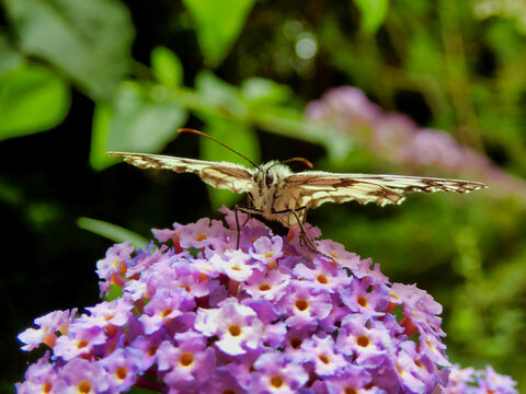 Marbled White Butterfly (Melanargia galathea) on a Buddleia (Butterfly Bush)

