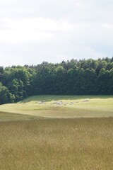 Las, krowy i łąka © Adam