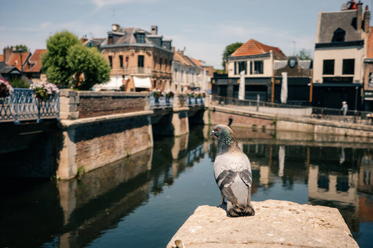 Pigeon Resting by the River in a Small Town During Daylight Hours