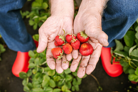 A man holds picked strawberries in his hands