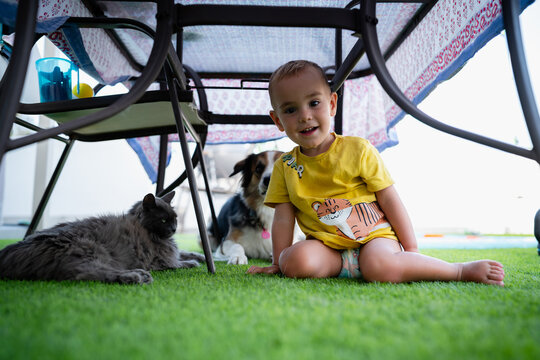 Toddler playing hideout with dog and cat