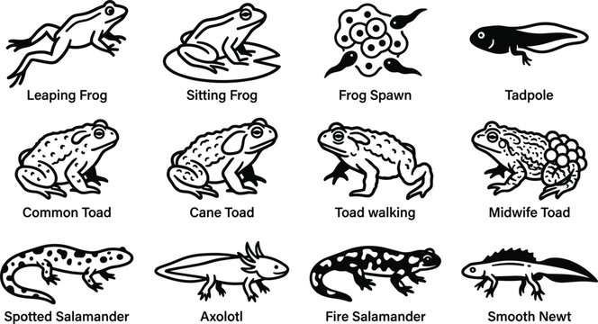 Amphibian life stage and species vector icons collection including frog toad spawn tadpole salamander axolotl newt line art