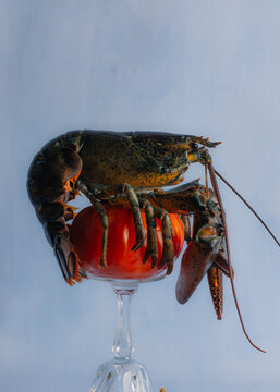 Lobster Balanced on Tomato in a Glass