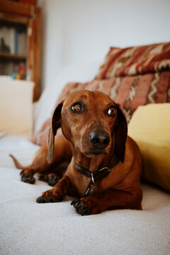 Dachshund Resting on a Couch in a Cozy Living Room