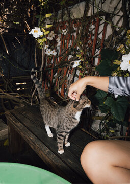 Hand petting cat 