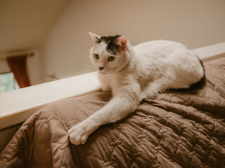 Cat Life © Saam