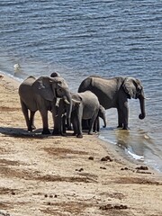 elephants in the river © Fastmarkers