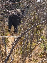 Elephant in the woods © Fastmarkers