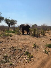 elephant and tree