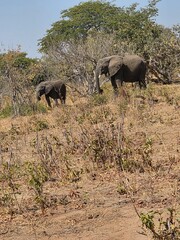 elephants in the savannah © Fastmarkers